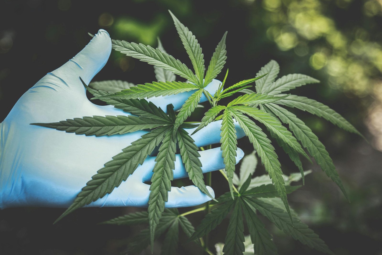 Buy weed online in Melbourne Buy weed online in Melbourne